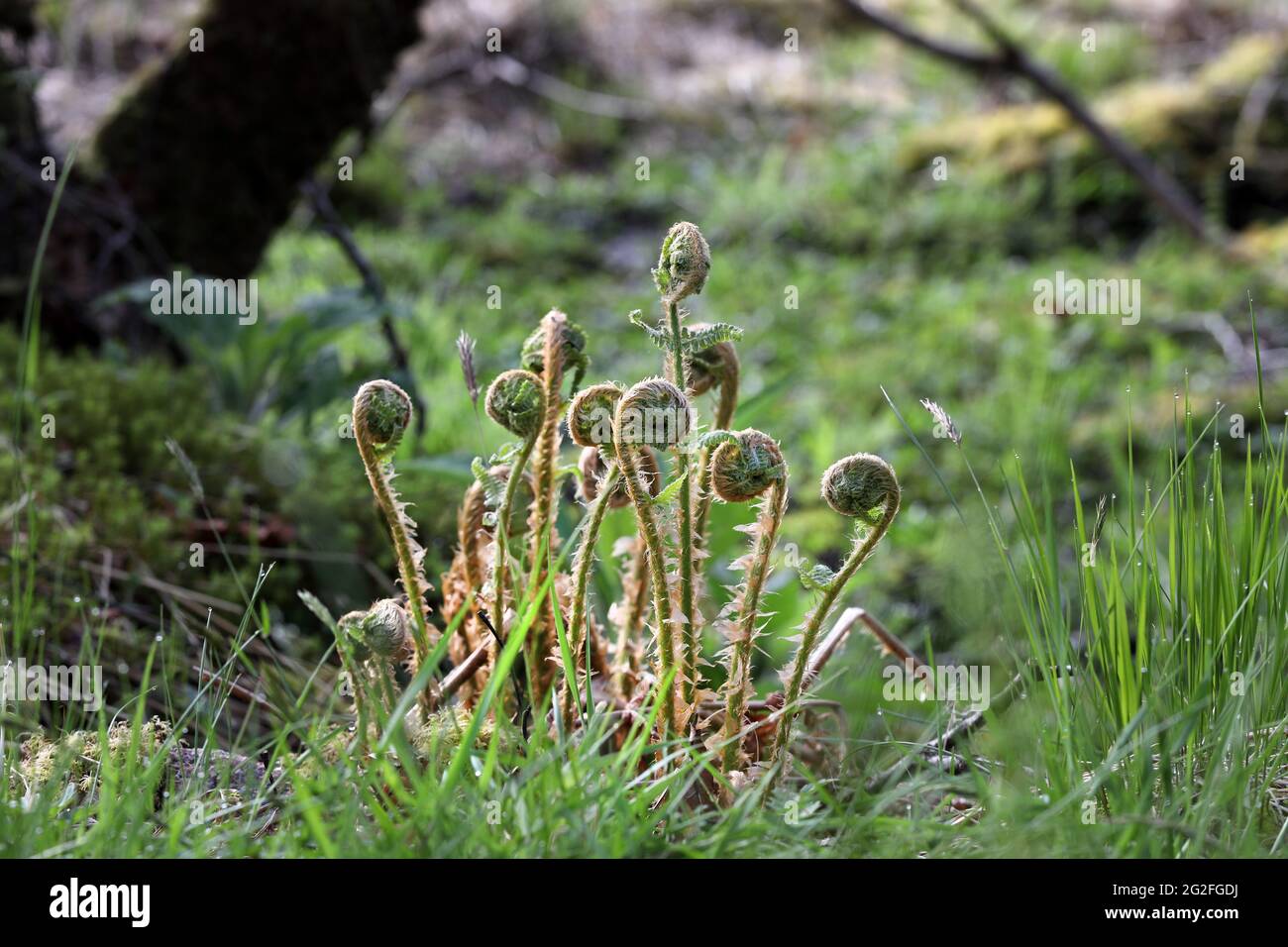 Bracken Fern Fiddleheads (Pteridium aquilinum) Unfurling, UK Stock Photo