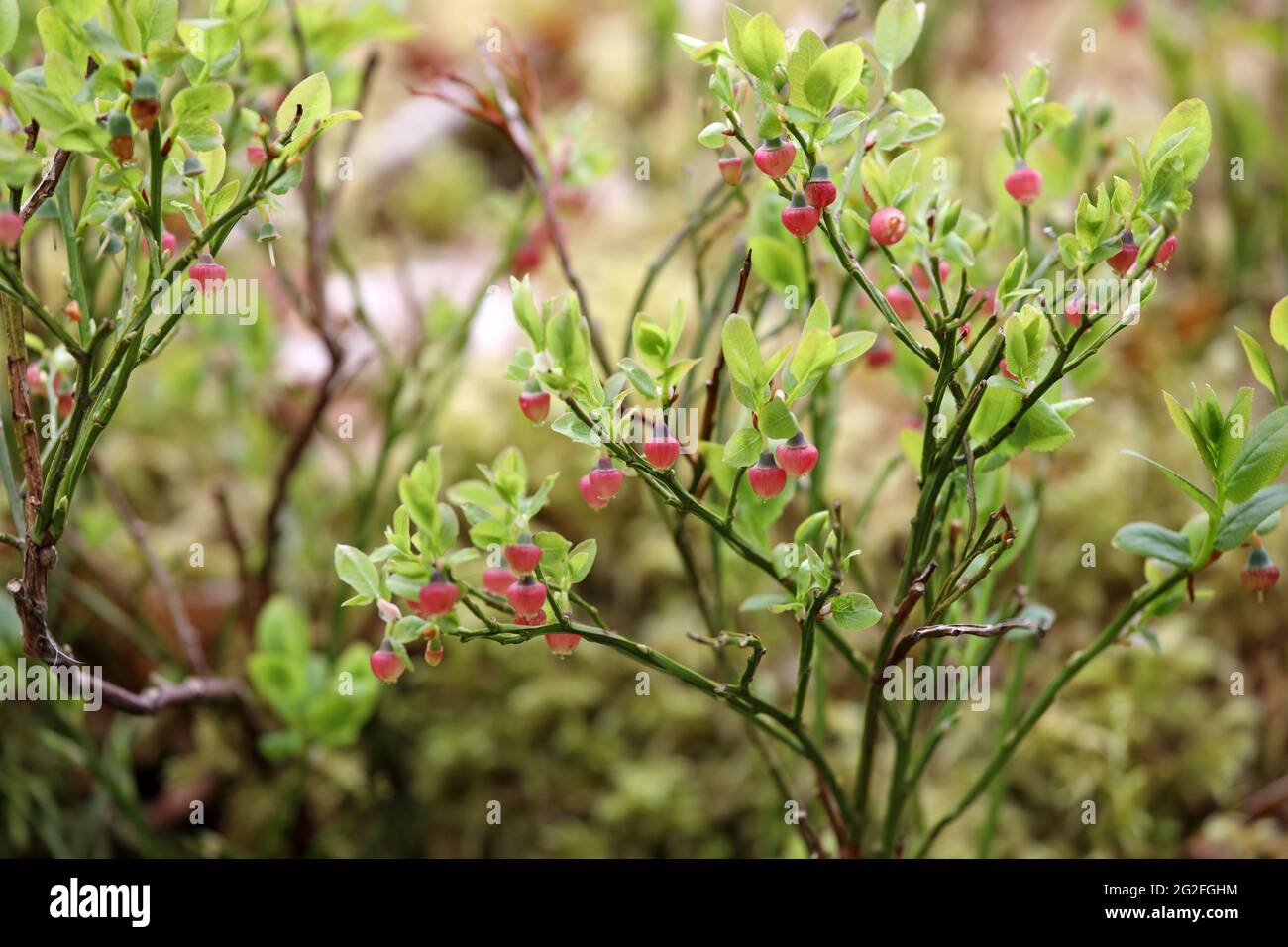 Wild Bilberry (Vaccinium myrtillus) Flowers, UK Stock Photo