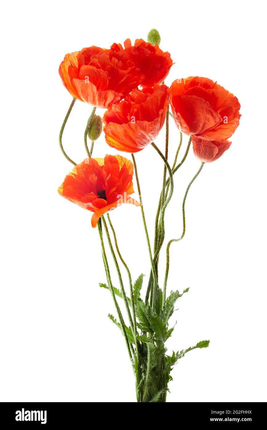 Bright red poppies flowers isolated on white background Stock Photo - Alamy
