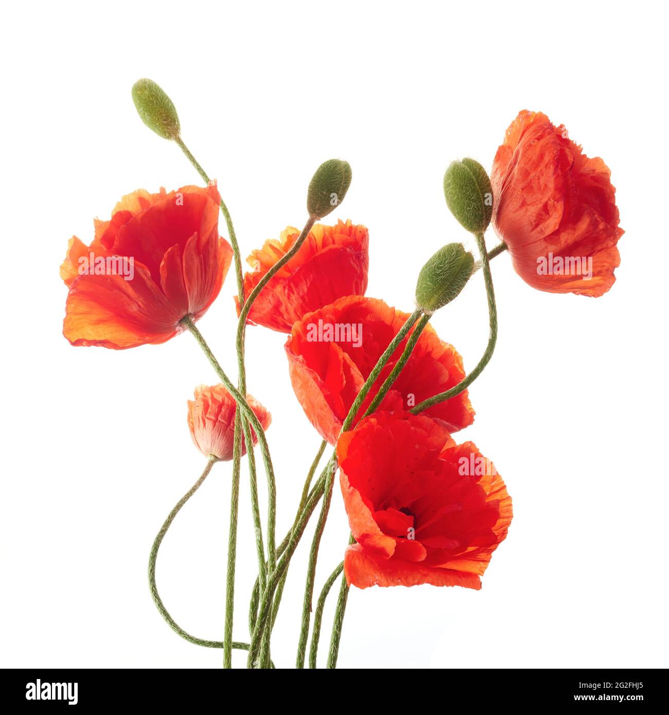 Bright red poppies flowers isolated on white background Stock Photo - Alamy