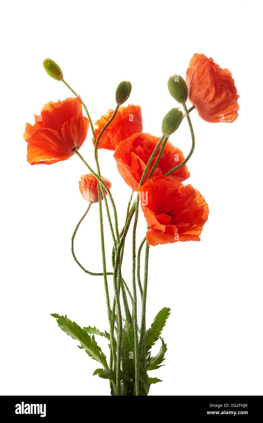 Bright red poppies flowers isolated on white background Stock Photo - Alamy