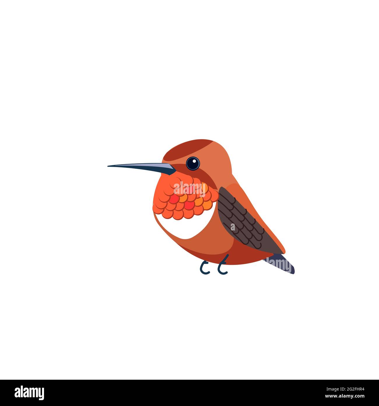 Rufous Hummingbird is one of seven species in the genus Selasphorus. Orange small  bird Cartoon flat style beautiful character of ornithology, vector Stock  Vector Image & Art - Alamy