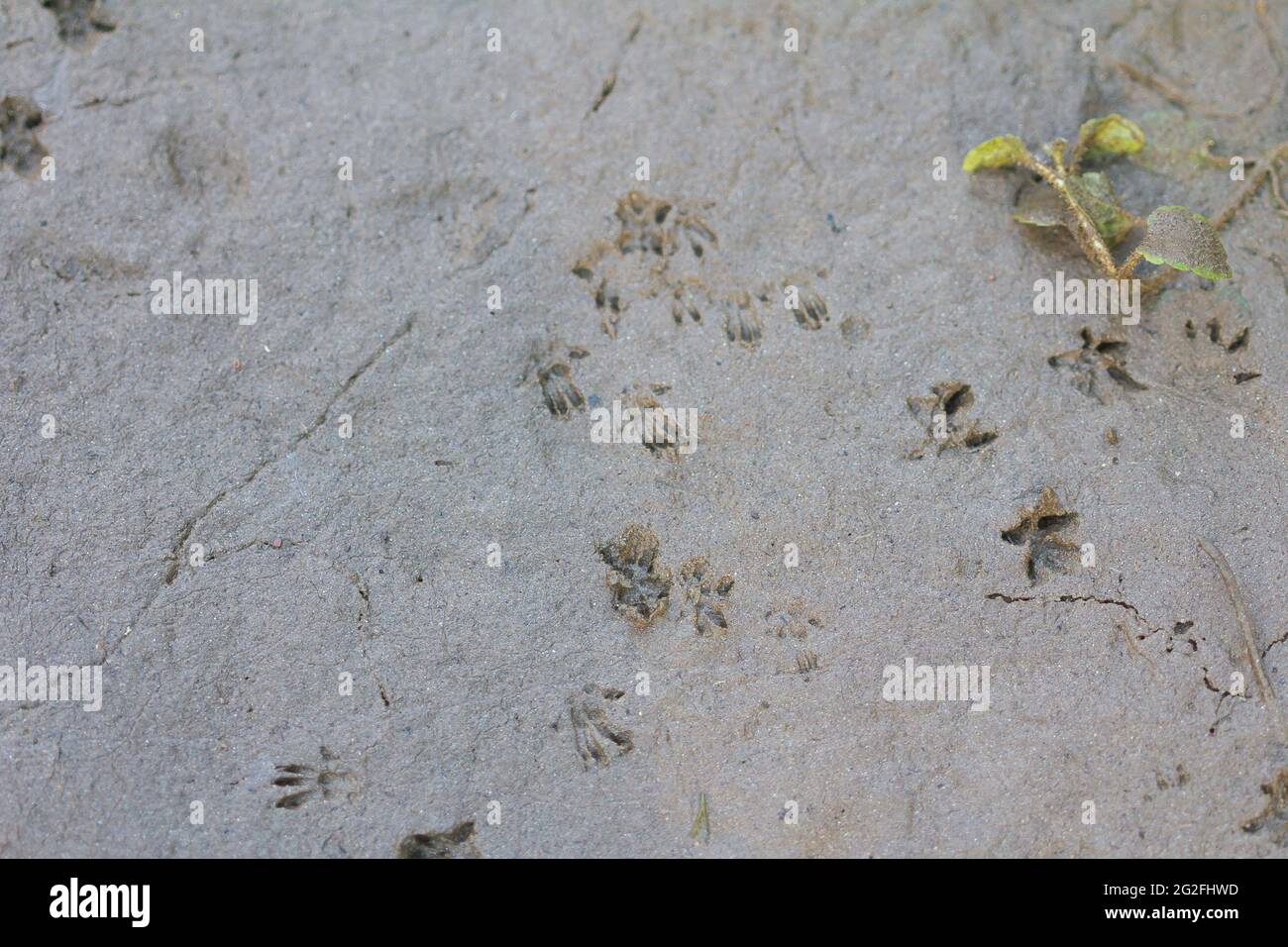 Rodent footprint hires stock photography and images Alamy
