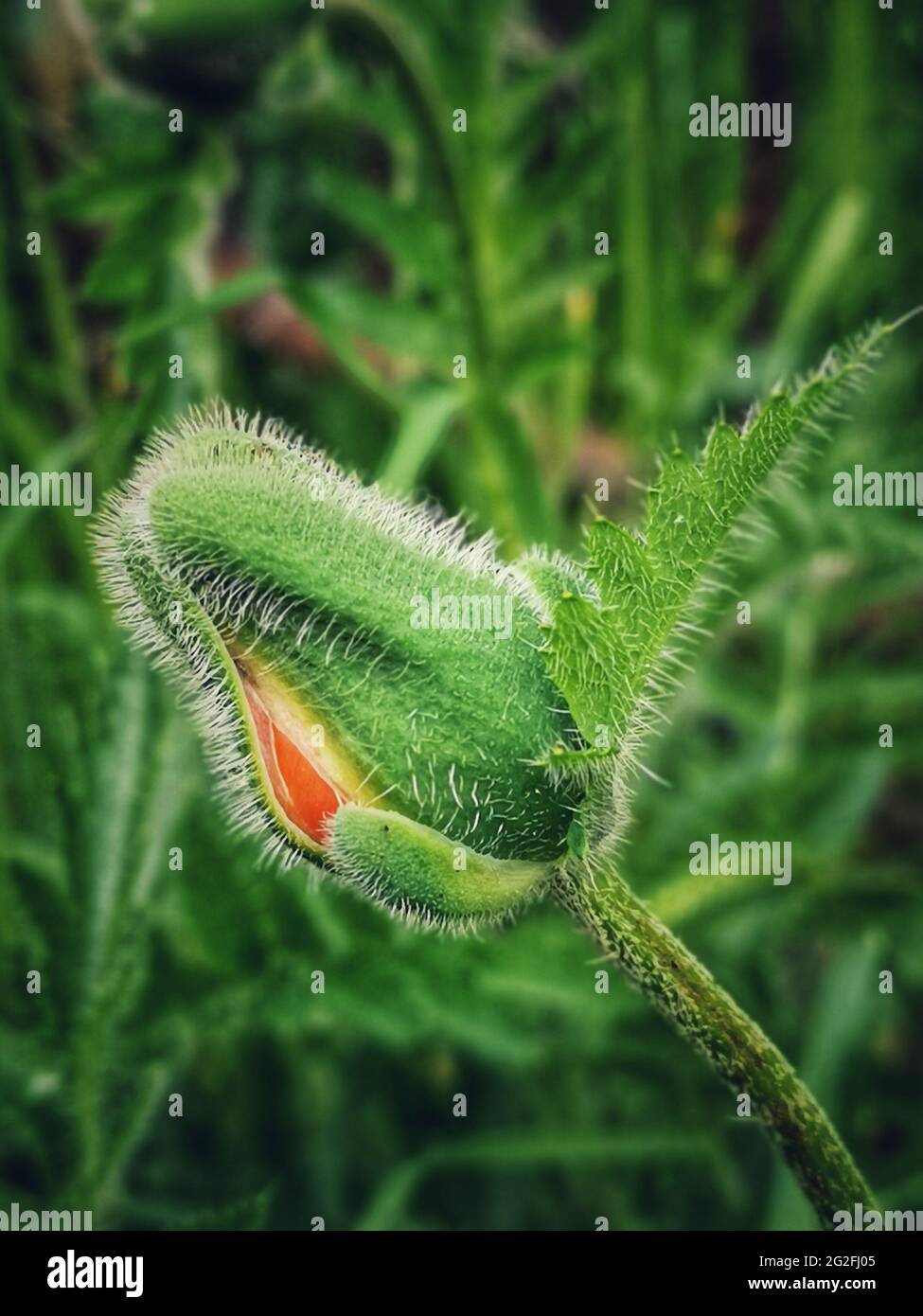 Vertical shot of an unbloomed poppy flower captured in a garden Stock