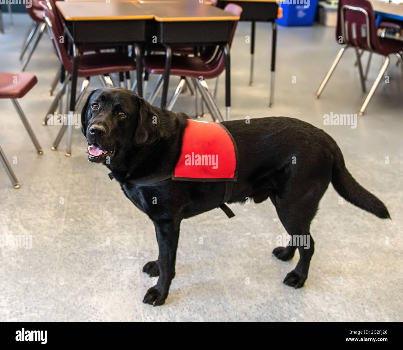 Black Labrador Service dog in a classroom Stock Photo