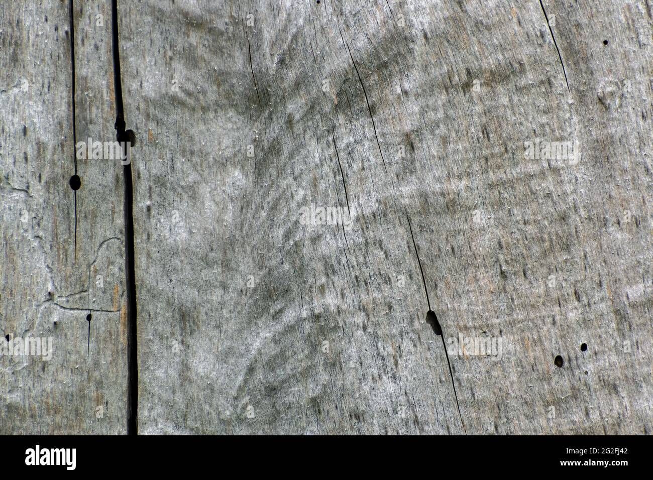 Closeup shot old tree hi-res stock photography and images - Alamy