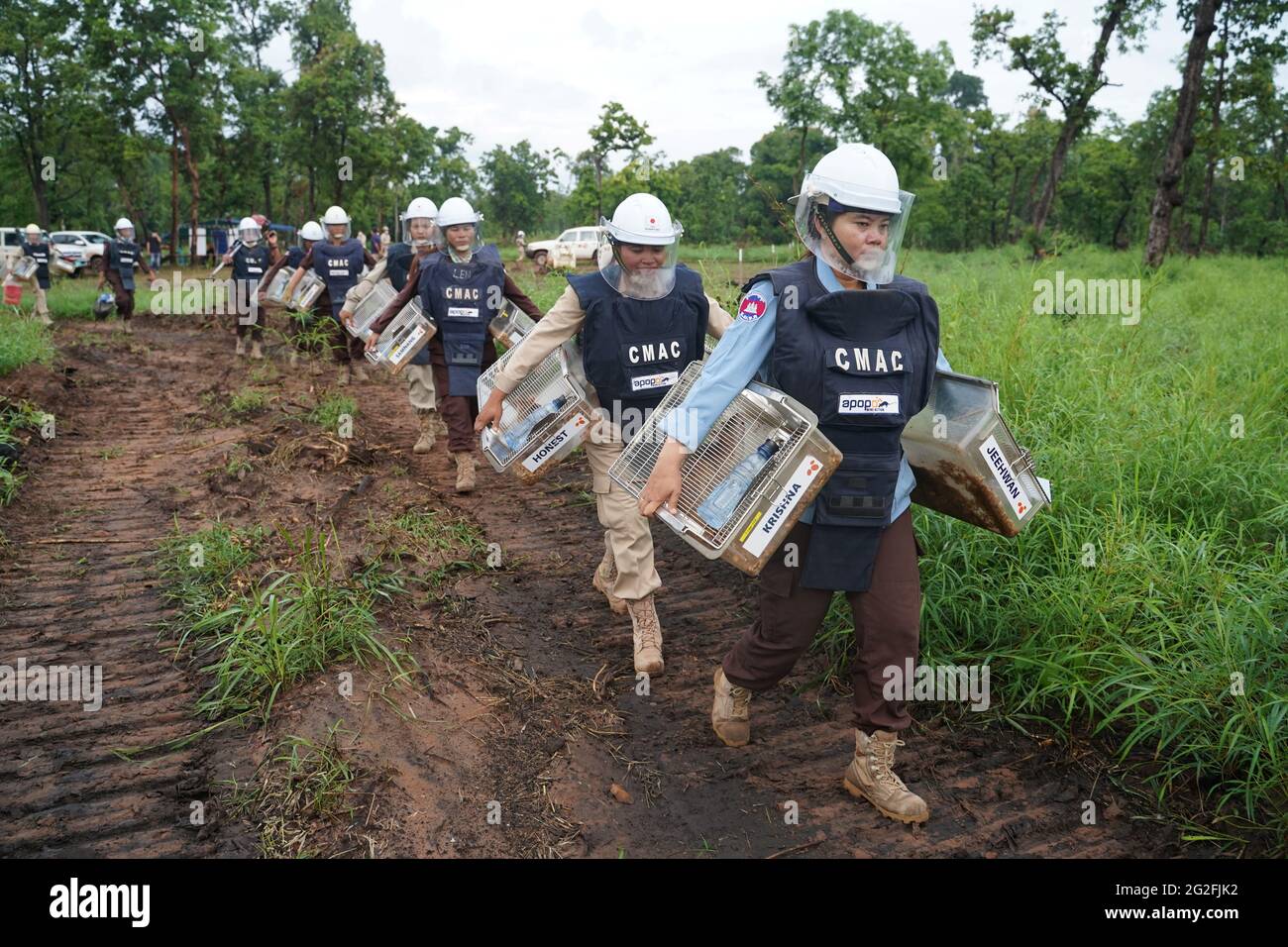 Handlers carry mine detection rats in their transport cages to work in an area being demined in Preah Vihear province, Cambodia, June 11, 2021. Picture taken June 11, 2021. REUTERS/Cindy Liu Stock Photo