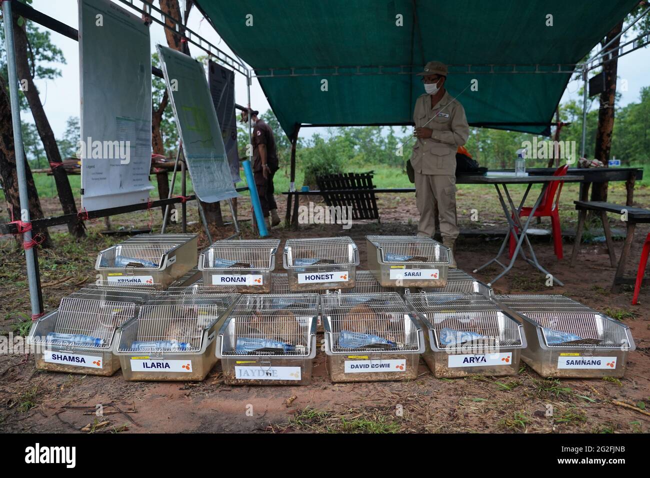 Mine detection rats are seen  in their transport cages before working in an area being demined in Preah Vihear province, Cambodia, June 11, 2021. Picture taken June 11, 2021. REUTERS/Cindy Liu Stock Photo