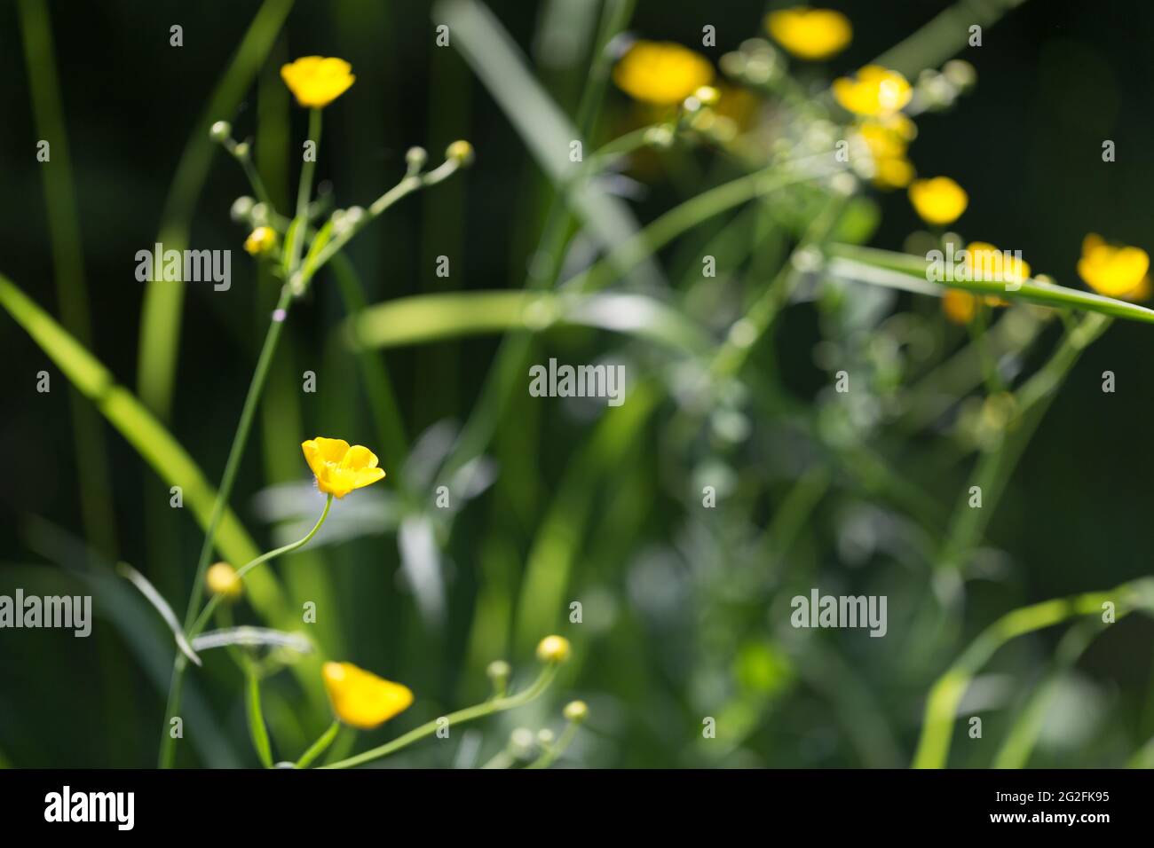 Graceful small yellow flowers in the rays of the sun on a dark, spring summer background Stock Photo