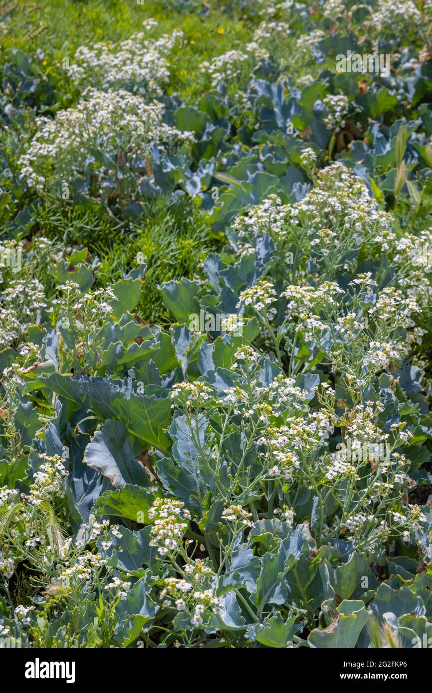 Hampshire Kale