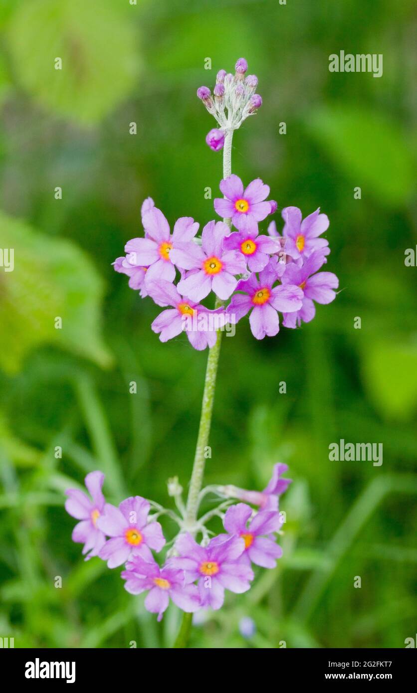 A delicate Primula flower, one of the many varieties now developed by horticulturalists from the Primrose family. Stock Photo