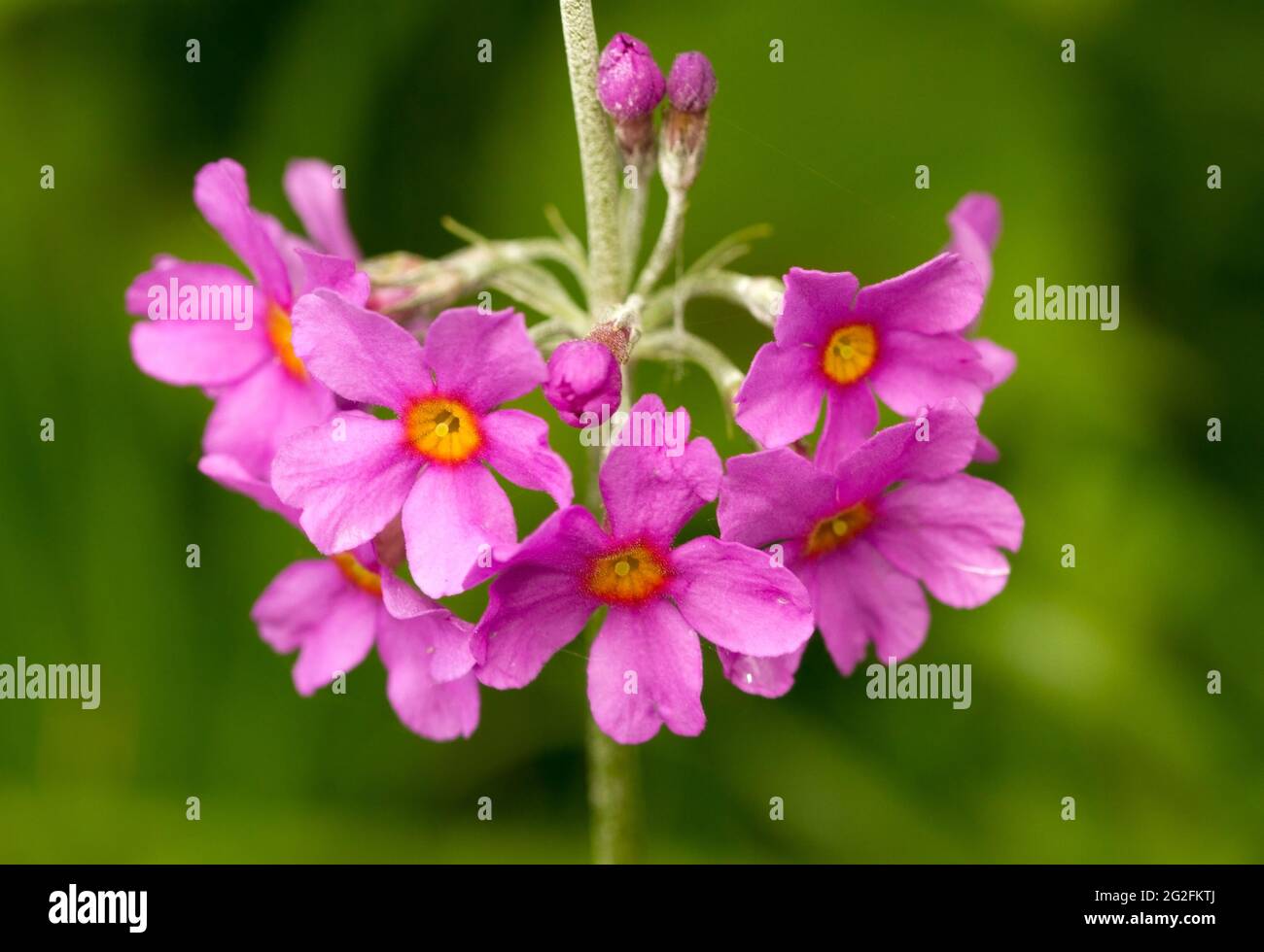 A delicate Primula flower, one of the many varieties now developed by horticulturalists from the Primrose family. Stock Photo