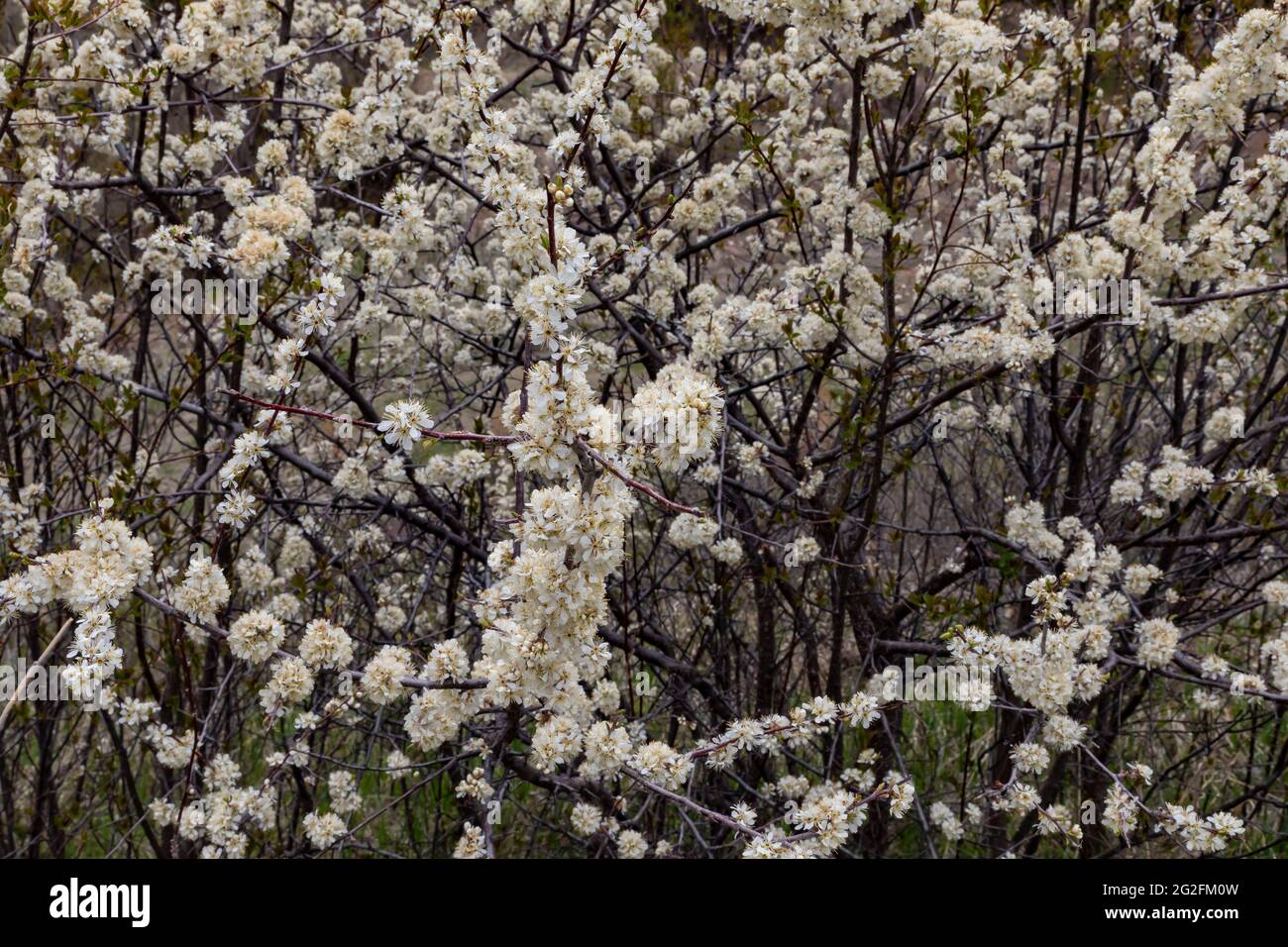 American Plum, Prunus americana, blooming in May in Wind Cave National Park, South Dakota, USA Stock Photo
