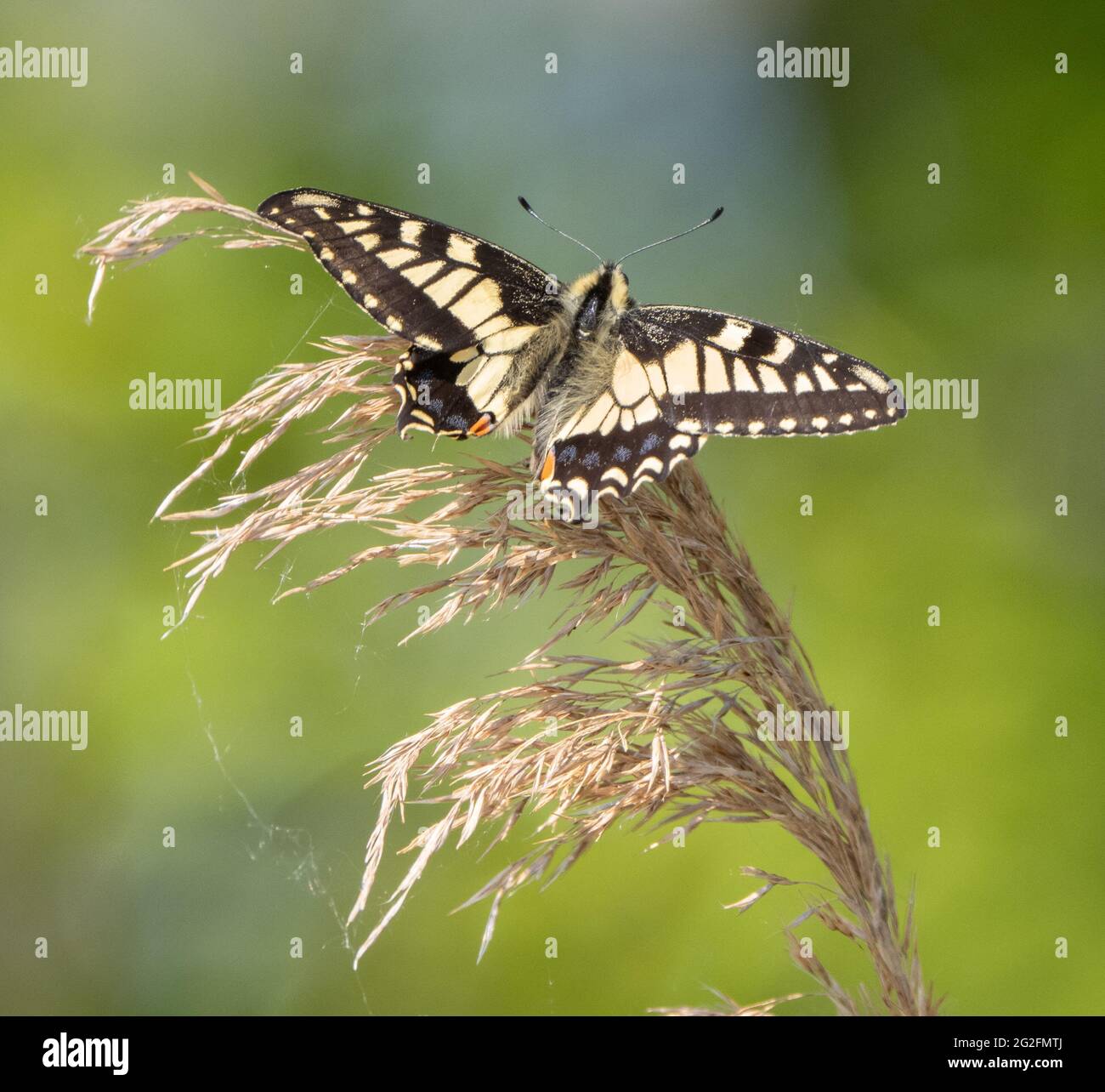 Recently emerged Swallowtail butterfly Papilio machaon Britannicus on maiden flight at Hickling Broad in Norfolk UK Stock Photo