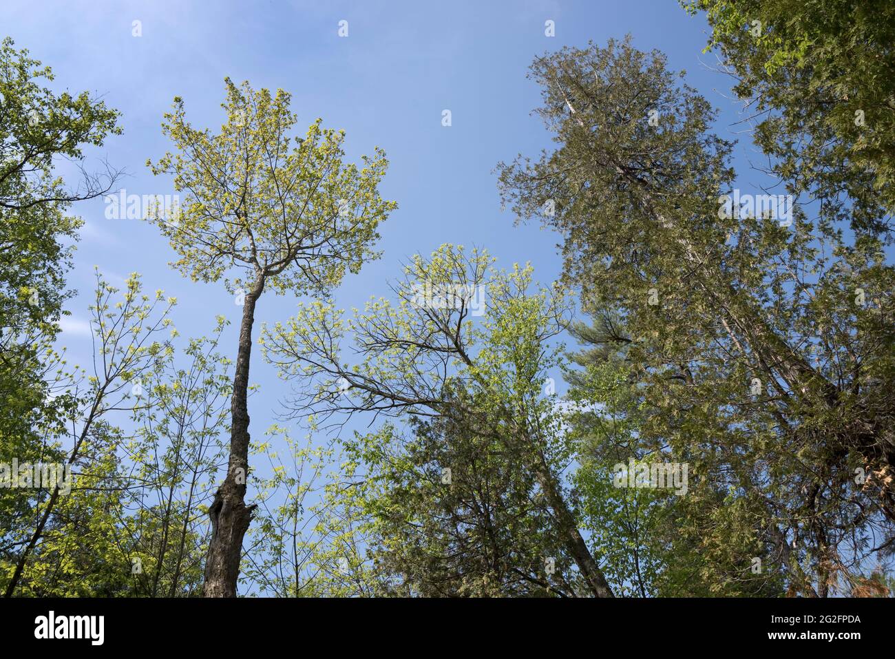 Upward view of tall trees in Wisconsin forest. Stock Photo
