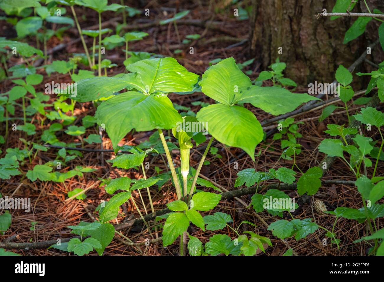 Jack in the pulpit, Arisaema triphyllum plant with mature leaves, a native North American wildflower. Stock Photo