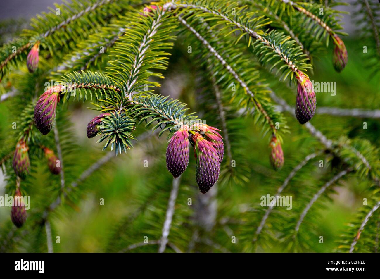 Red Buds on the Picea Smithiana 'Morinda Spruce' Tree grown at the Himalayan Garden & Sculpture Park, Grewelthorpe, Ripon, North Yorkshire, England. Stock Photo