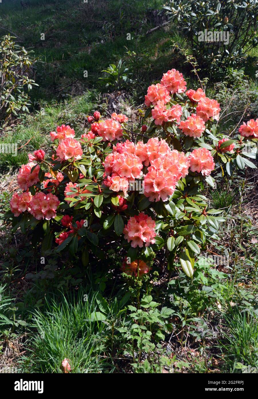 Pink Coloured Rhododendron Flowers on Display at the Himalayan Garden & Sculpture Park, Grewelthorpe, Ripon, North Yorkshire, England, UK. Stock Photo