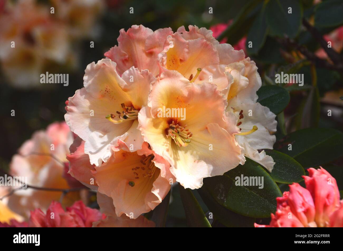 Peach Coloured Rhododendron Flowers on Display at the Himalayan Garden & Sculpture Park, Grewelthorpe, Ripon, North Yorkshire, England, UK. Stock Photo