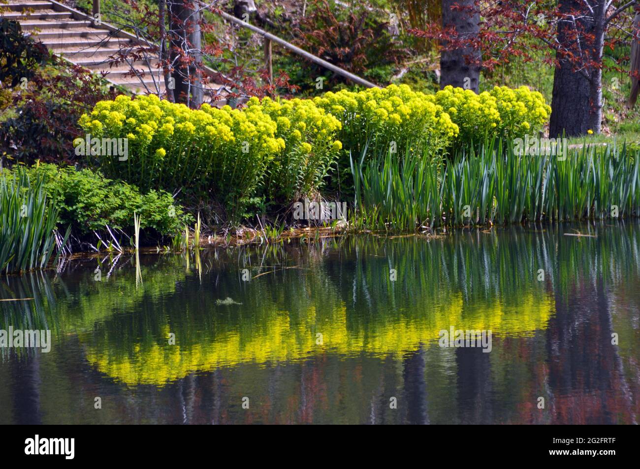 Reflections of Euphorbia Plants 'Spurge' on the Magnolia Lake at the Himalayan Garden & Sculpture Park, Grewelthorpe, Ripon, North Yorkshire, England. Stock Photo