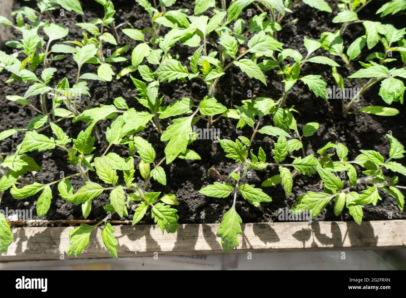 Many tomato plants growing in hi-res stock photography and images - Alamy