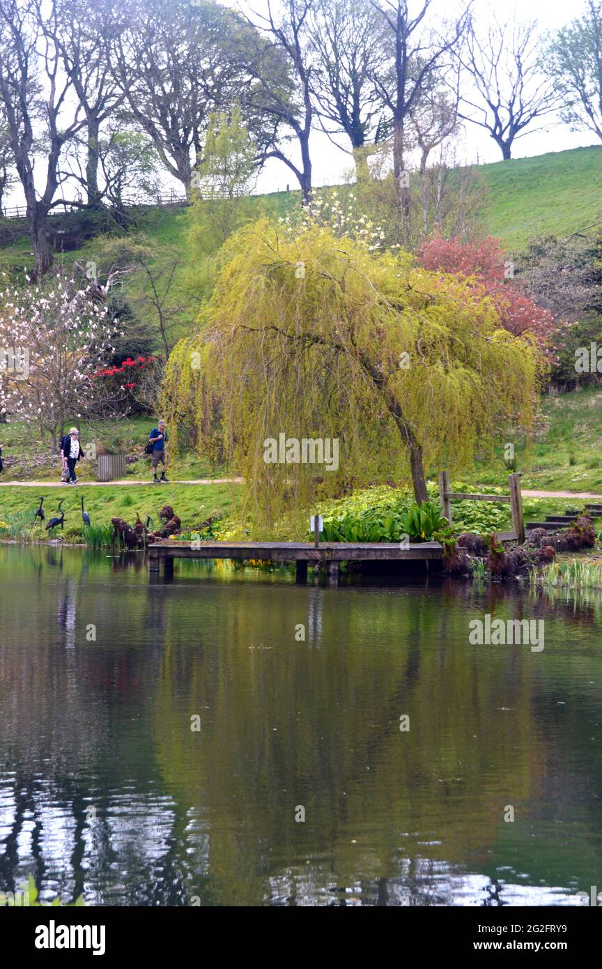 Couple Walking by Wooden Pier & Tree Reflected in the Magnolia Lake, Himalayan Garden & Sculpture Park, Grewelthorpe, Ripon, North Yorkshire, UK. Stock Photo