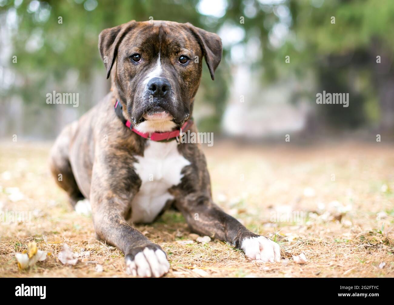 A brindle and white Boxer x Pit Bull Terrier mixed breed dog lying down outdoors Stock Photo