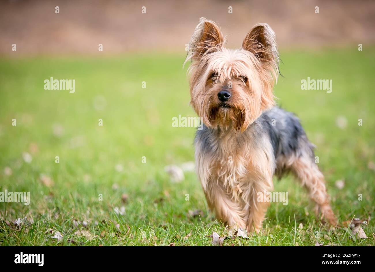 A Silky Terrier mixed breed dog standing outdoors in the grass Stock Photo