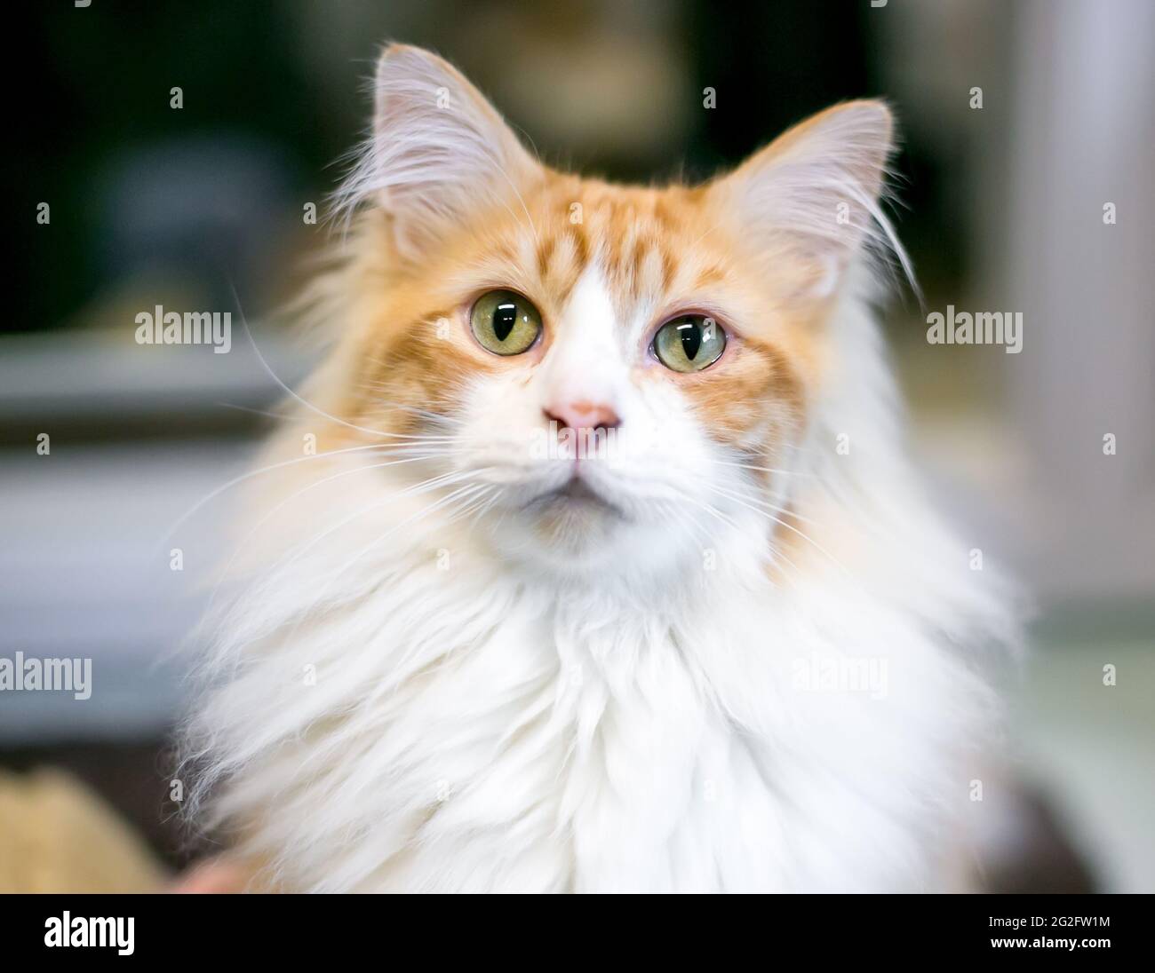 A fluffy domestic medium hair cat with white and orange tabby markings Stock Photo