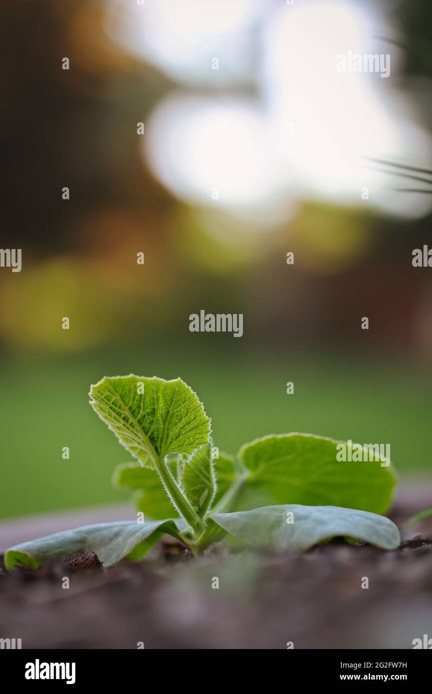 Green Leaves of Growing Young Pumpkin in the Garden. Cucurbita Pepo ...