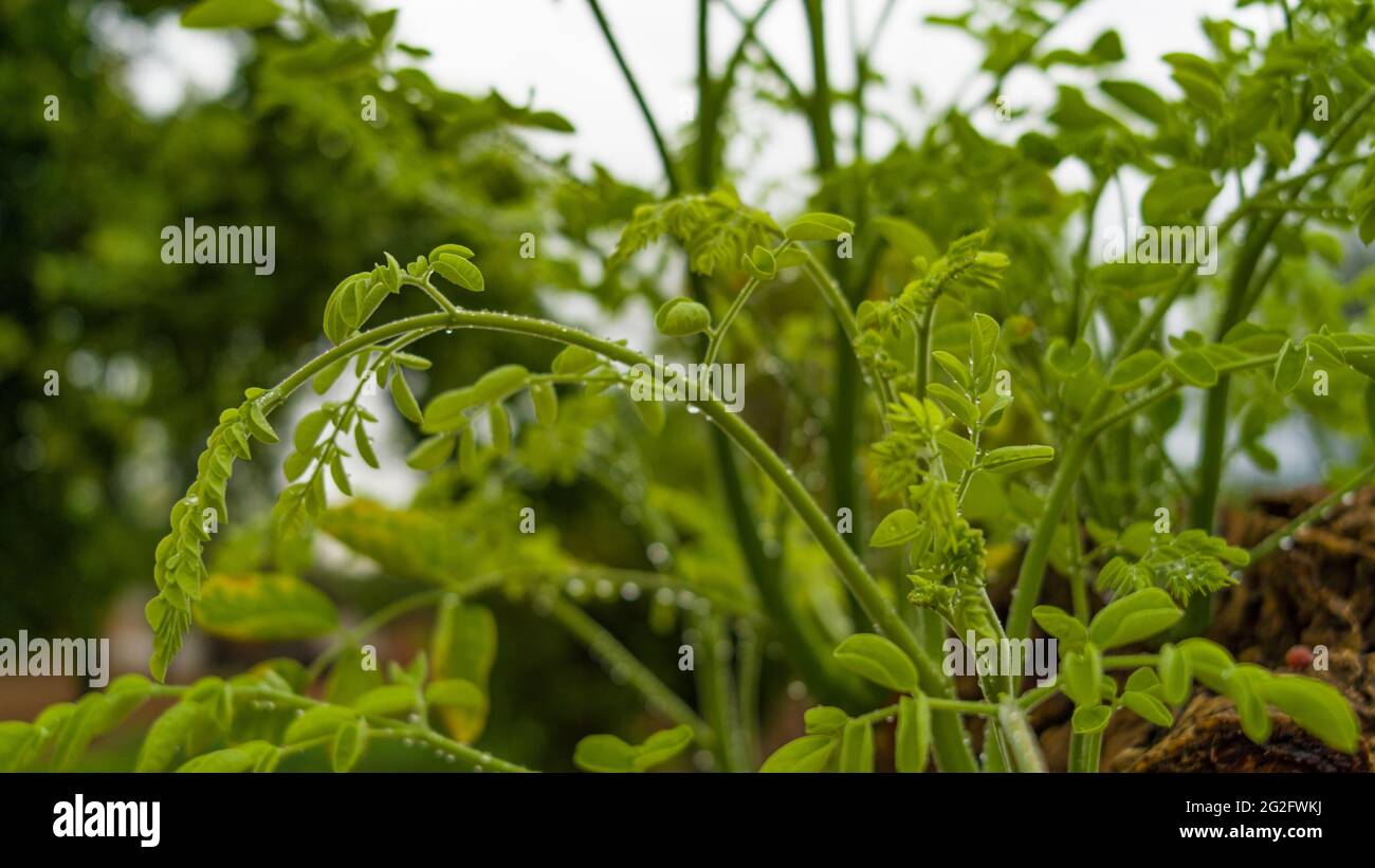 Drumstick or Moringa leaves have many benefits for human health. Fresh