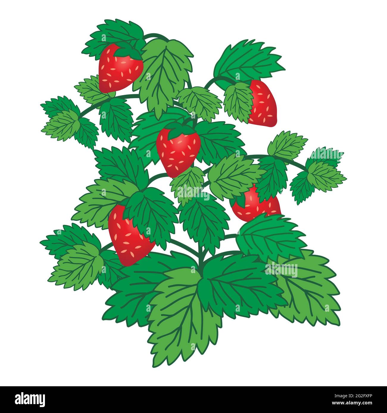 Ripe garden strawberry bush  isolated on white background. Vector illustration Stock Vector