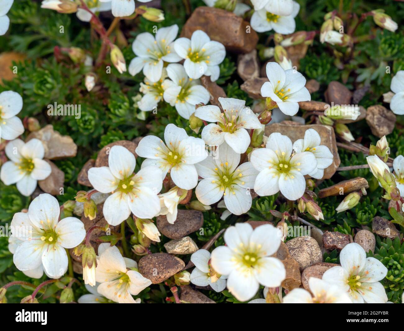 White mossy saxifrage flowers in a rockery Stock Photo
