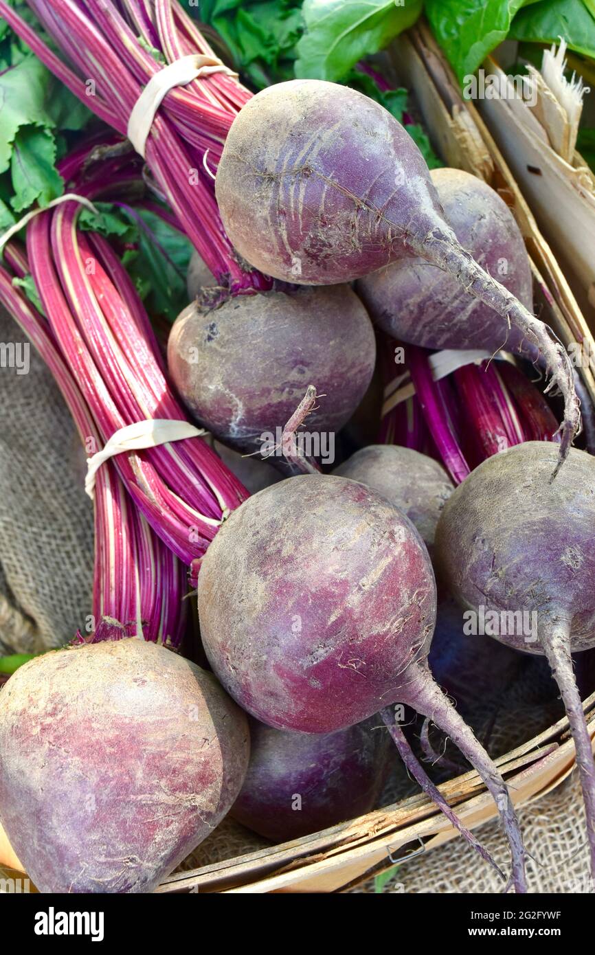 Close-up of locally-grown red beets for sale at a farmstand on Long Island, NY. Stock Photo