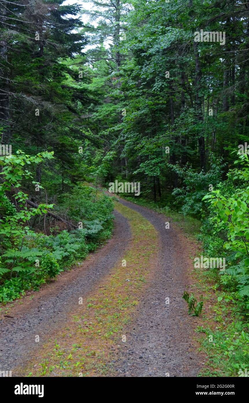An unpaved road curves through a beautiful woodland. Coastal Maine, USA. Stock Photo