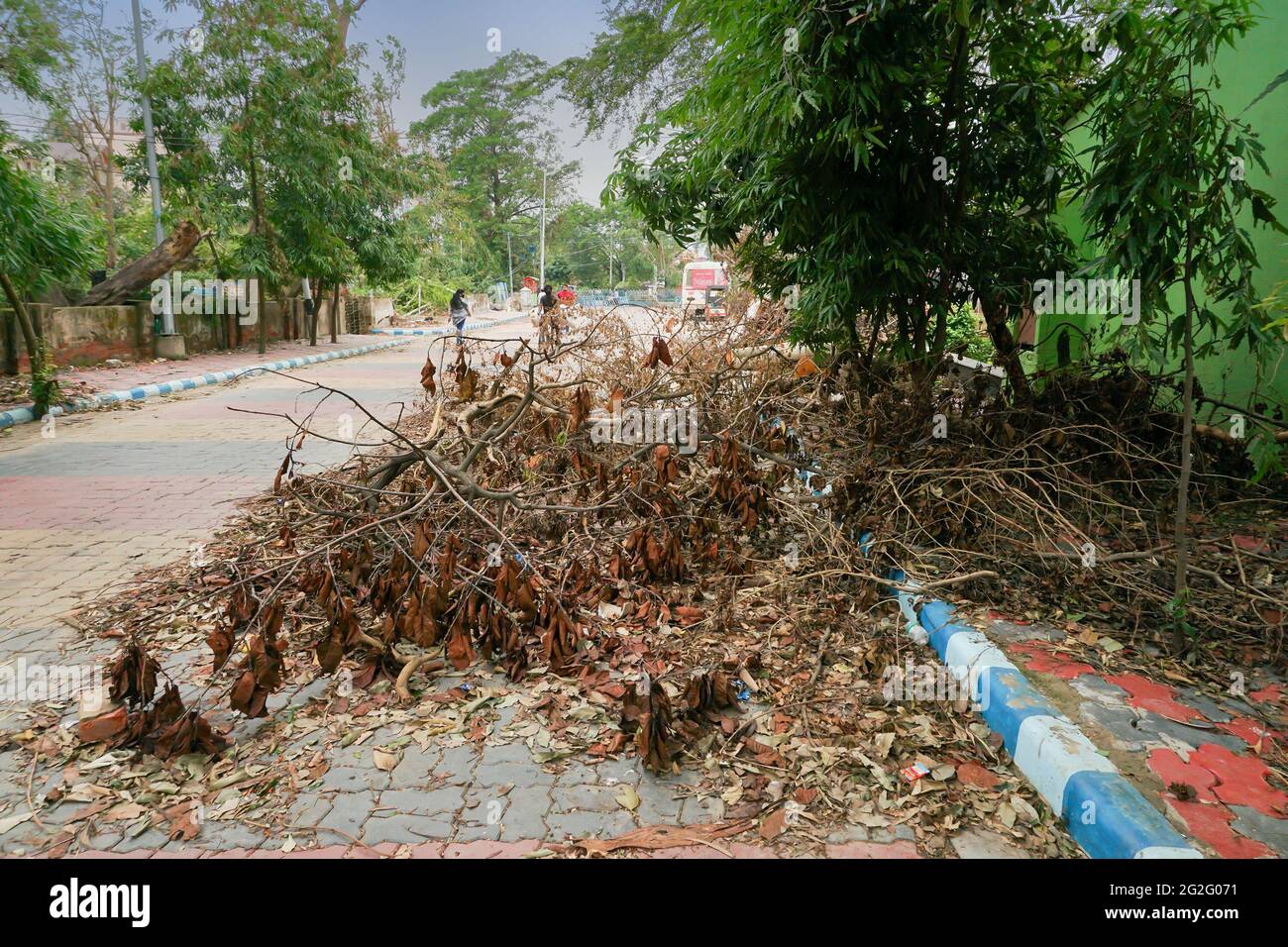 Howrah, West Bengal, India - 31st May 2020 : Super cyclone Amphan uprooted tree which fell and blocked pavement. The devastation has made many trees f Stock Photo