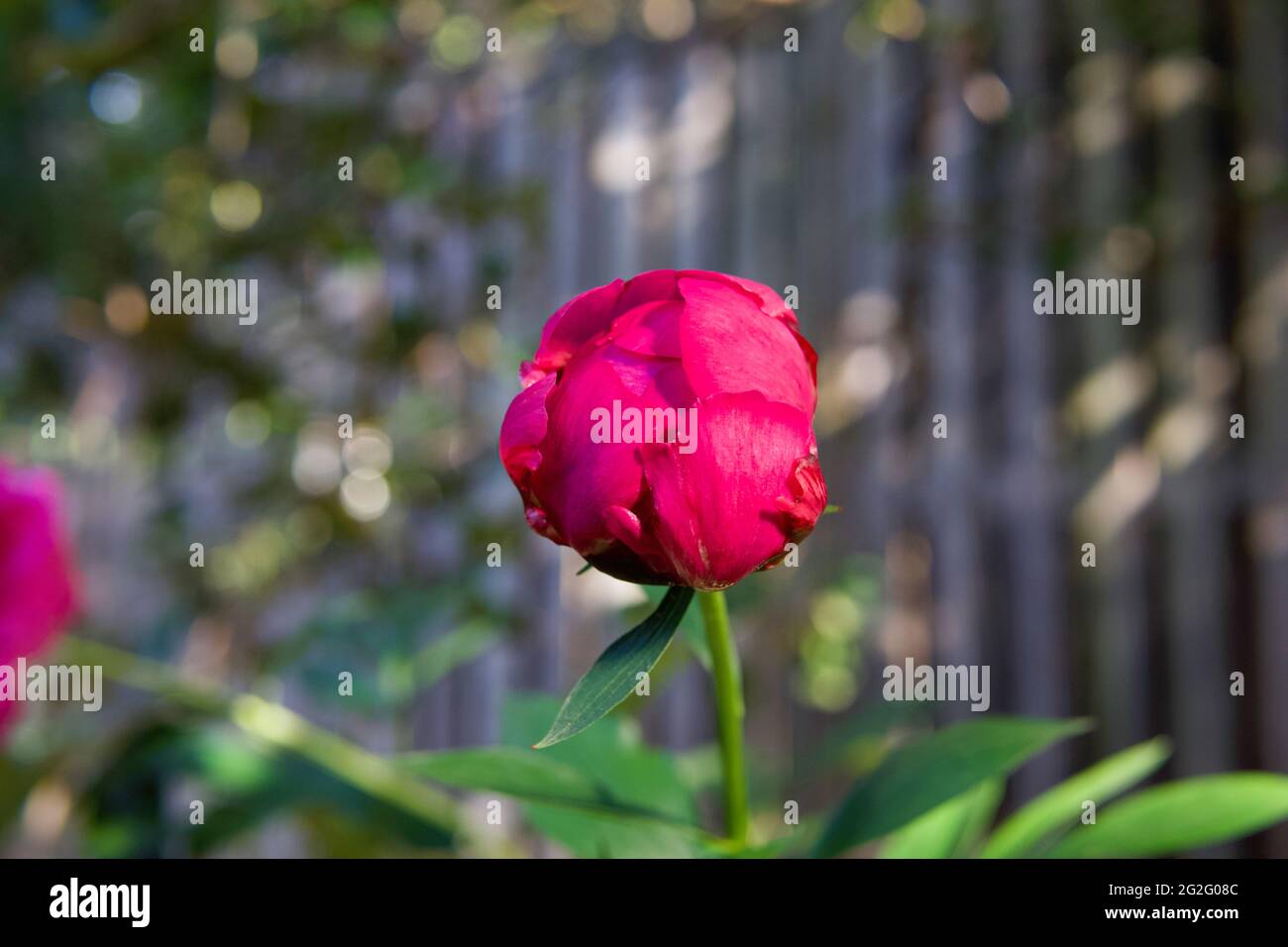 Close up of a magenta peony flower bud. Stock Photo