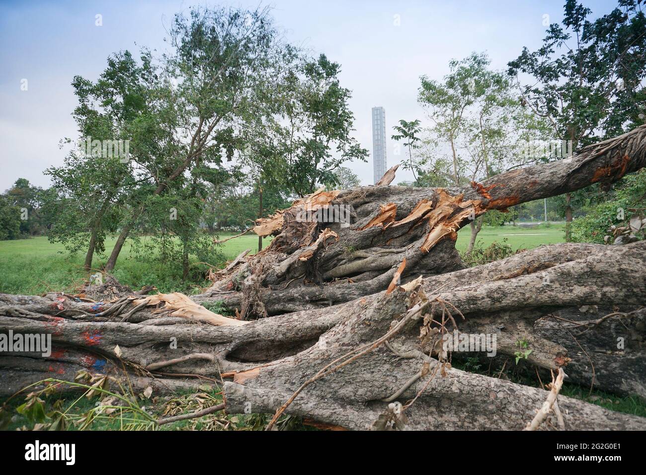 Kolkata, West Bengal, India - 21st May 2020 : Super cyclone Amphan has uprooted tree which fell on ground. The devastation has made many trees fall. H Stock Photo