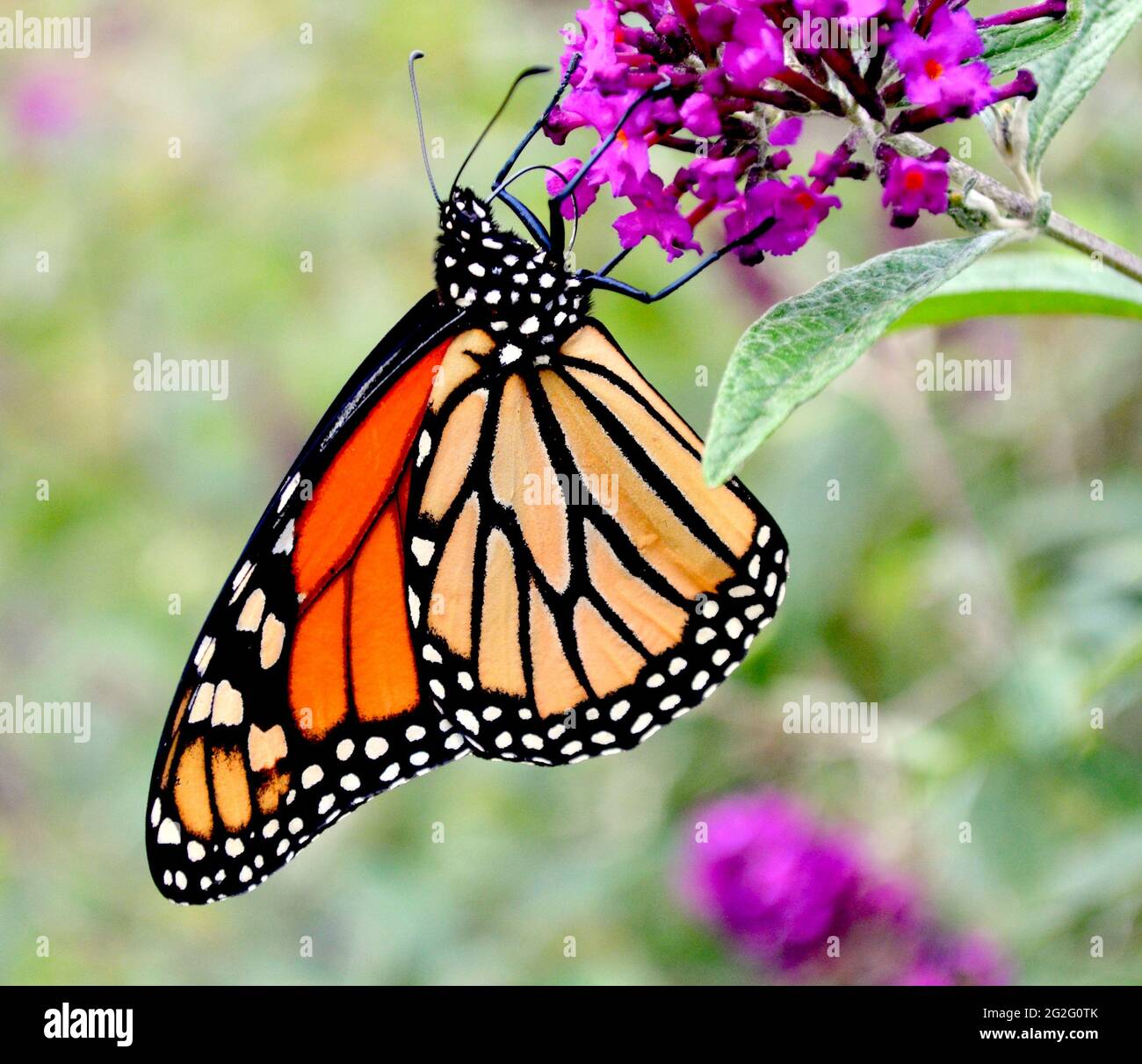 A Monarch Butterfly (Danaus plexippus) hangs upside down as it feeds on the nectar of a butterfly bush. (Buddleja). Closeup. Stock Photo