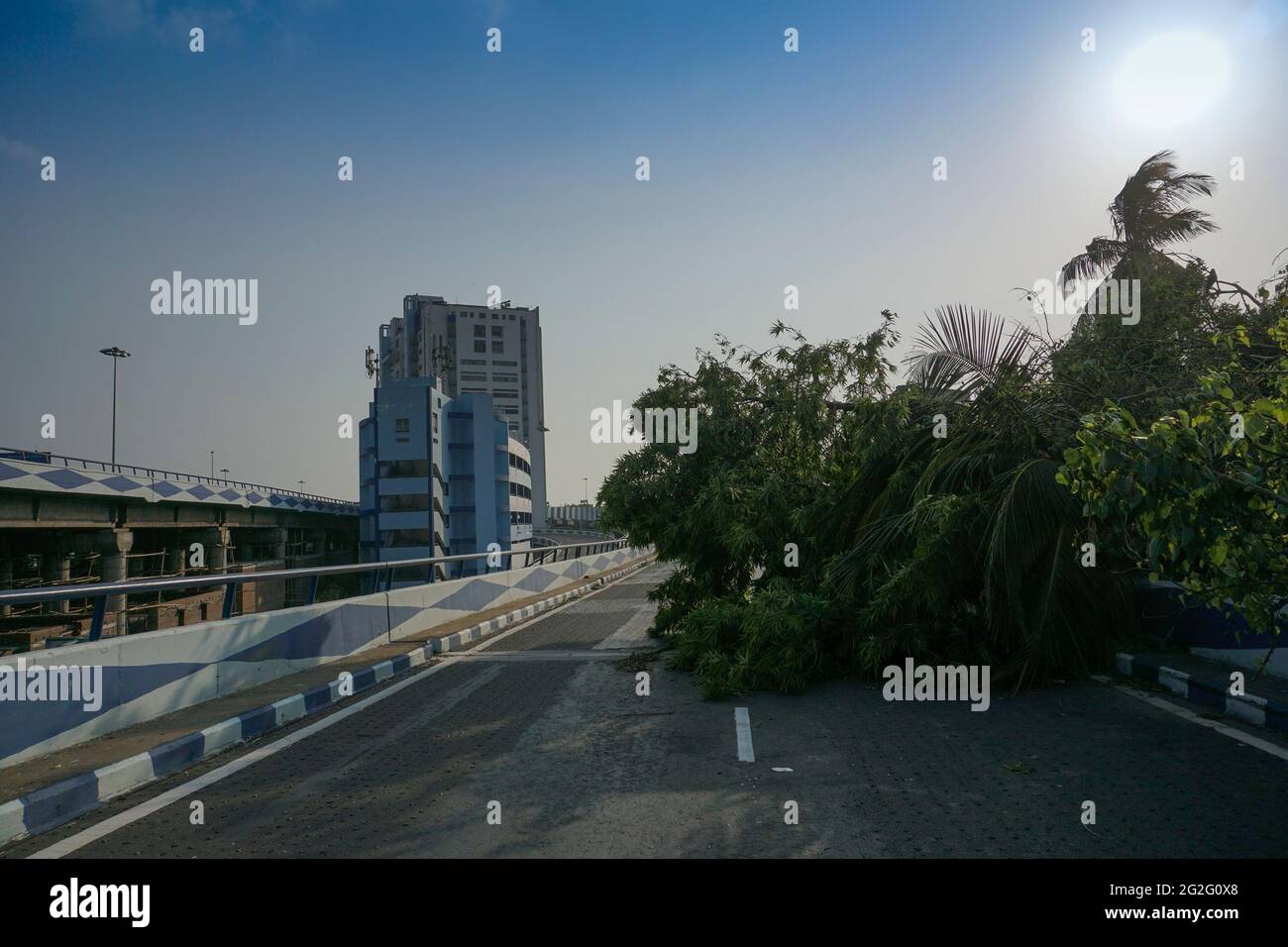 Howrah, West Bengal, India - 23rd May 2020 : Super cyclone Amphan uprooted tree which fell and blocked road to Nabanna, the top most administrative bu Stock Photo