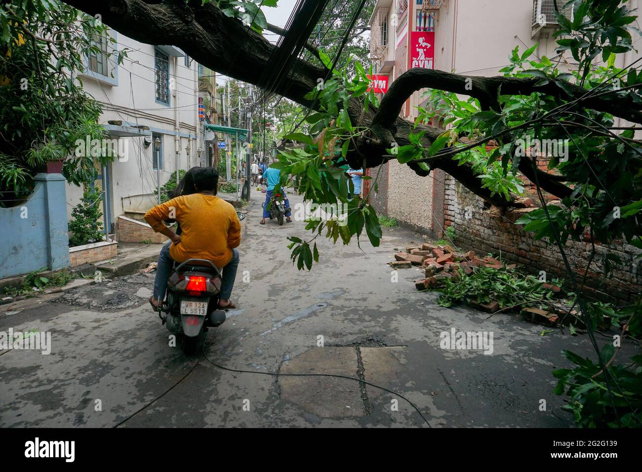 Howrah, West Bengal, India - 21st May 2020 : Super cyclone Amphan uprooted tree which fell and blocked road. Citizens passing through dangerously risk Stock Photo