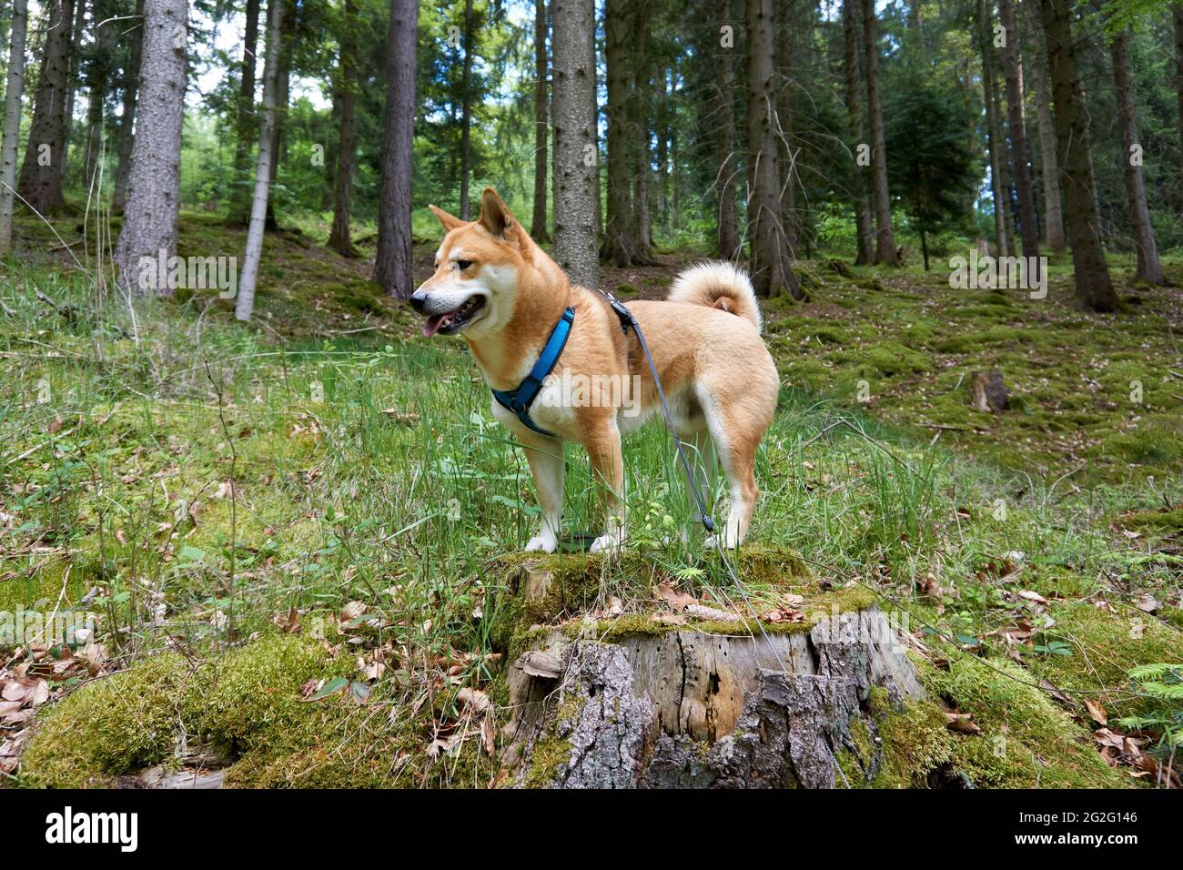 shiba harness