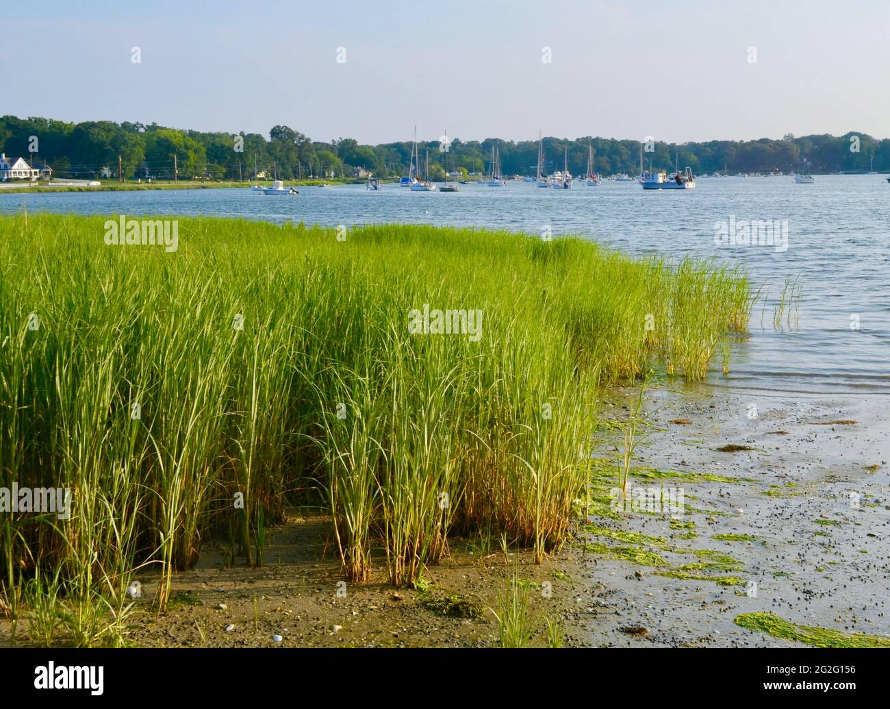 Smooth Cordgrass (Spartina alterniflora) grows in the low salt marsh and forms meadows that define the look of the salt marsh ecosystem. Stock Photo