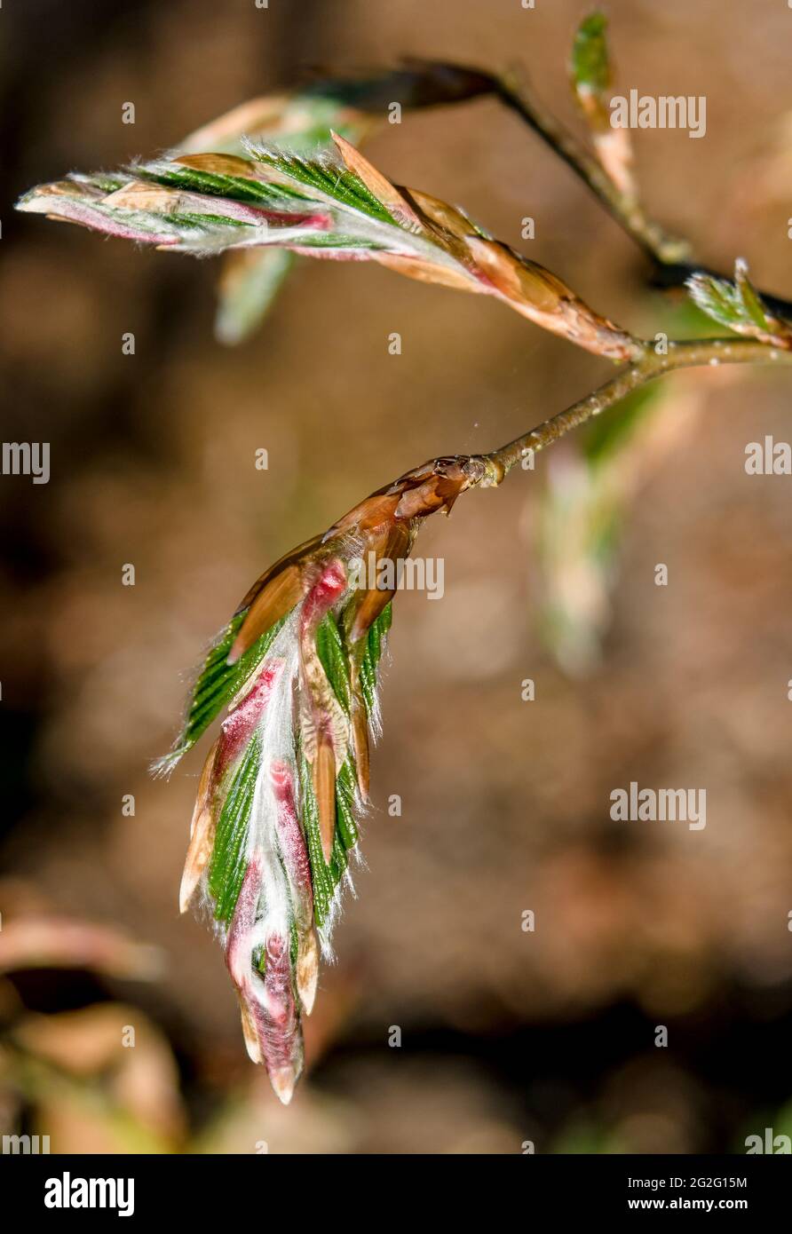 Young Beech Leaves emerging from leaf buds Stock Photo