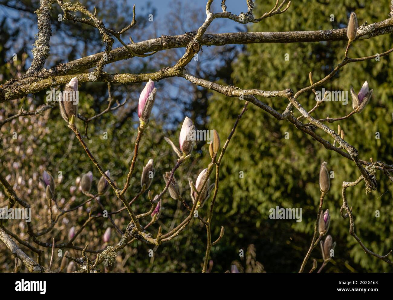 Magnolia liliiflora buds opening in Spring sunshine Stock Photo