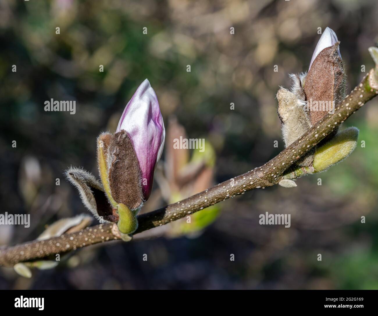 Magnolia buds bursting open in Spring Sunshine Stock Photo