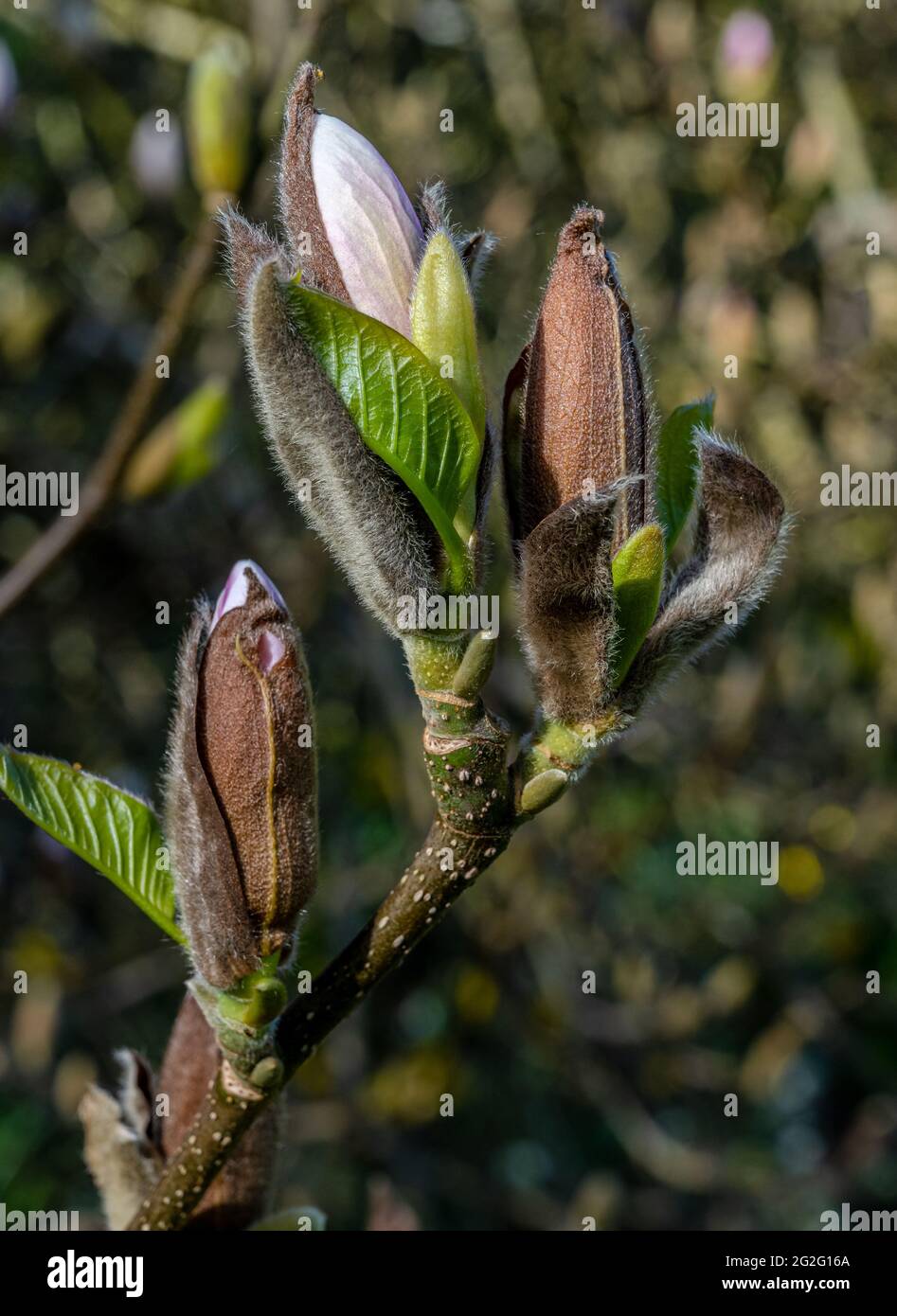 Magnolia liliiflora buds opening in Spring sunshine Stock Photo - Alamy
