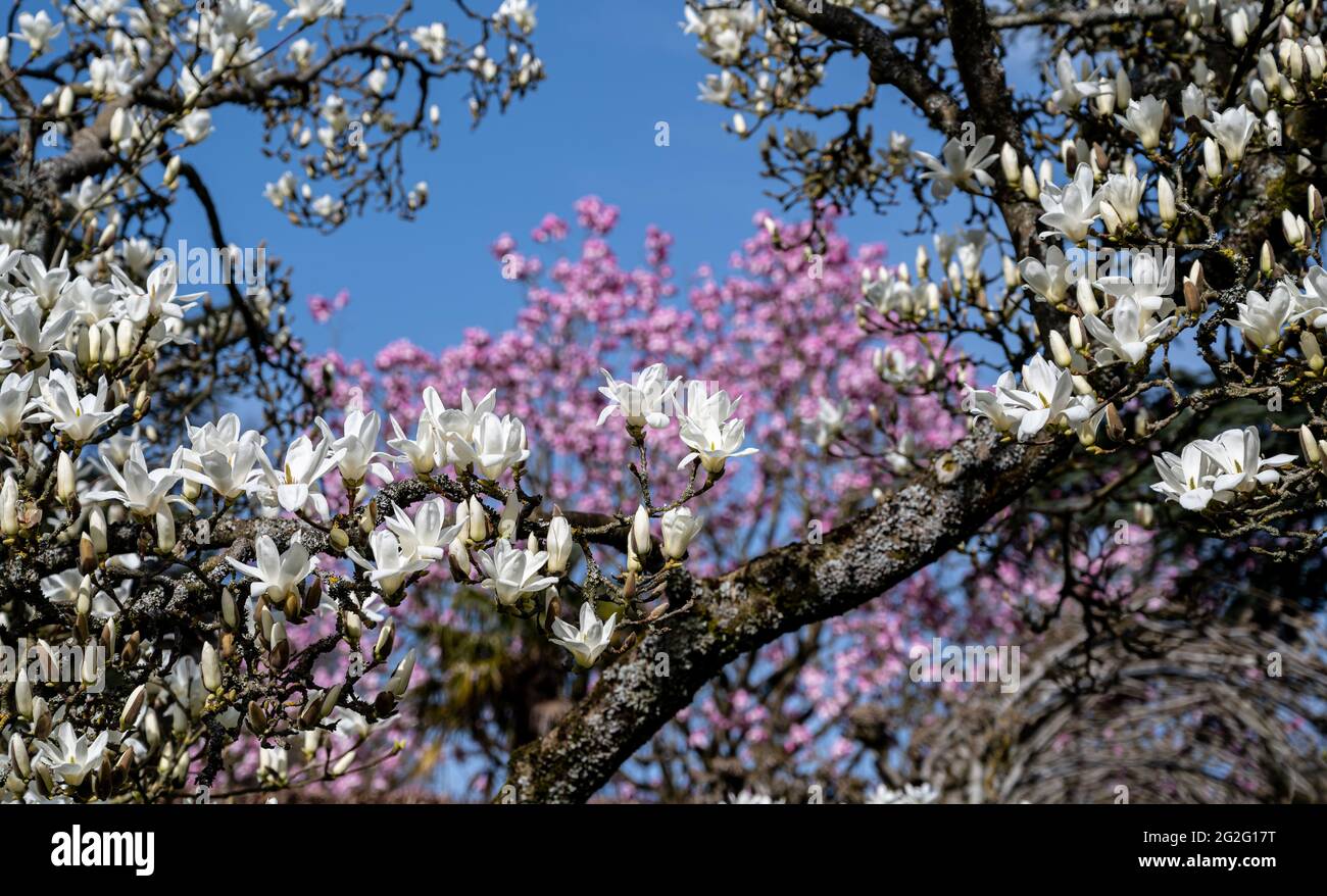 Yulania magnolia hires stock photography and images Alamy