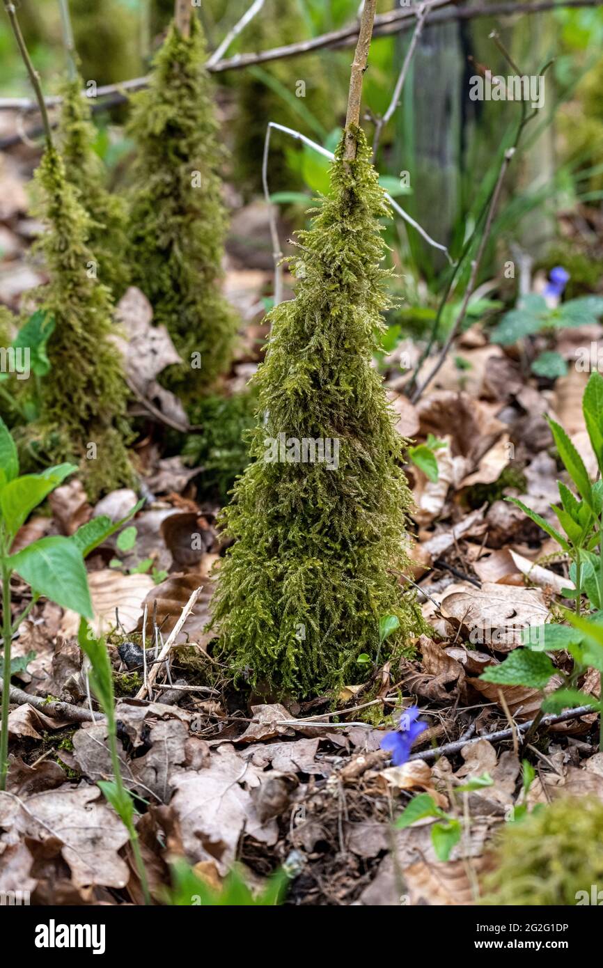 Moss growing up the stems of young Ash saplings Stock Photo