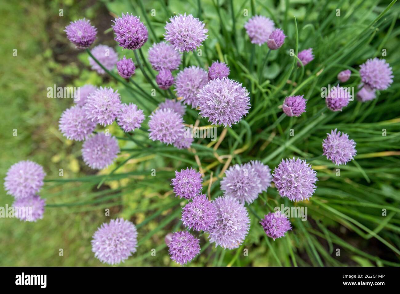 Allium schoenoprasum or chives Stock Photo
